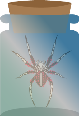 Glas mit brauner Spinne